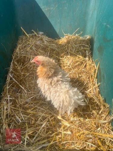 FRIZZLE X LEMON PEKIN HEN