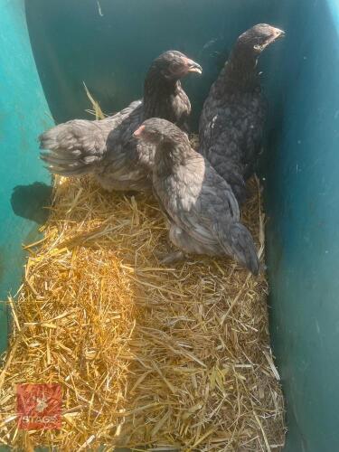 3 BRAHMA X HENS BIDS PER LIFE