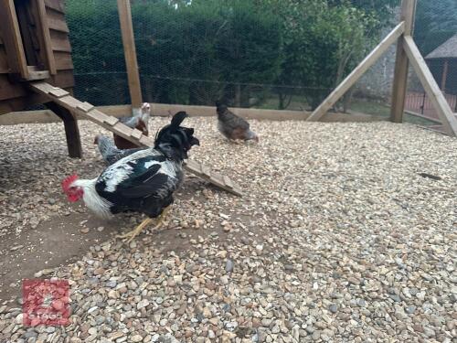 TRIO OF SILVER DUCKWING WELSUMMERS BIDS PER LIFE