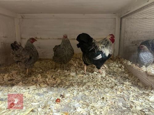 TRIO OF SILVER PENCILED WYANDOTTE BANTAM BIDS PER LIFE