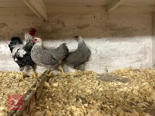 TRIO OF SLIVER PENCILED WYANDOTTE BANTAM BIDS PER LIFE