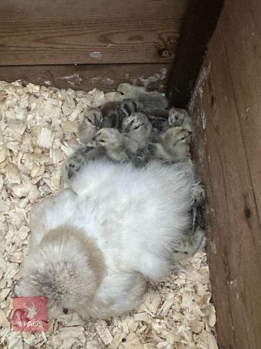 SILKIE HEN & 9 SILKIE X WYANDOTTE CHICKS BIDS PER LIFE