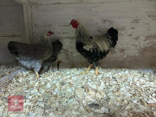 TRIO OF SILVER PENCILED WYANDOTTE BANTAM BIDS PER LIFE
