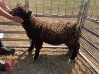 PEDIGREE COLOURED RYELAND LAMB