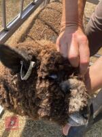 PEDIGREE COLOURED RYELAND LAMB - 4