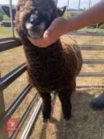 PEDIGREE COLOURED RYELAND LAMB - 5