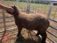 PEDIGREE COLOURED RYELAND LAMB