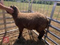 PEDIGREE COLOURED RYELAND LAMB - 2