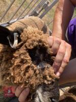 PEDIGREE COLOURED RYELAND LAMB - 3