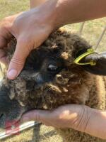PEDIGREE COLOURED RYELAND LAMB - 4
