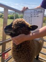 PEDIGREE COLOURED RYELAND LAMB - 5