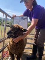PEDIGREE COLOURED RYELAND LAMB - 7