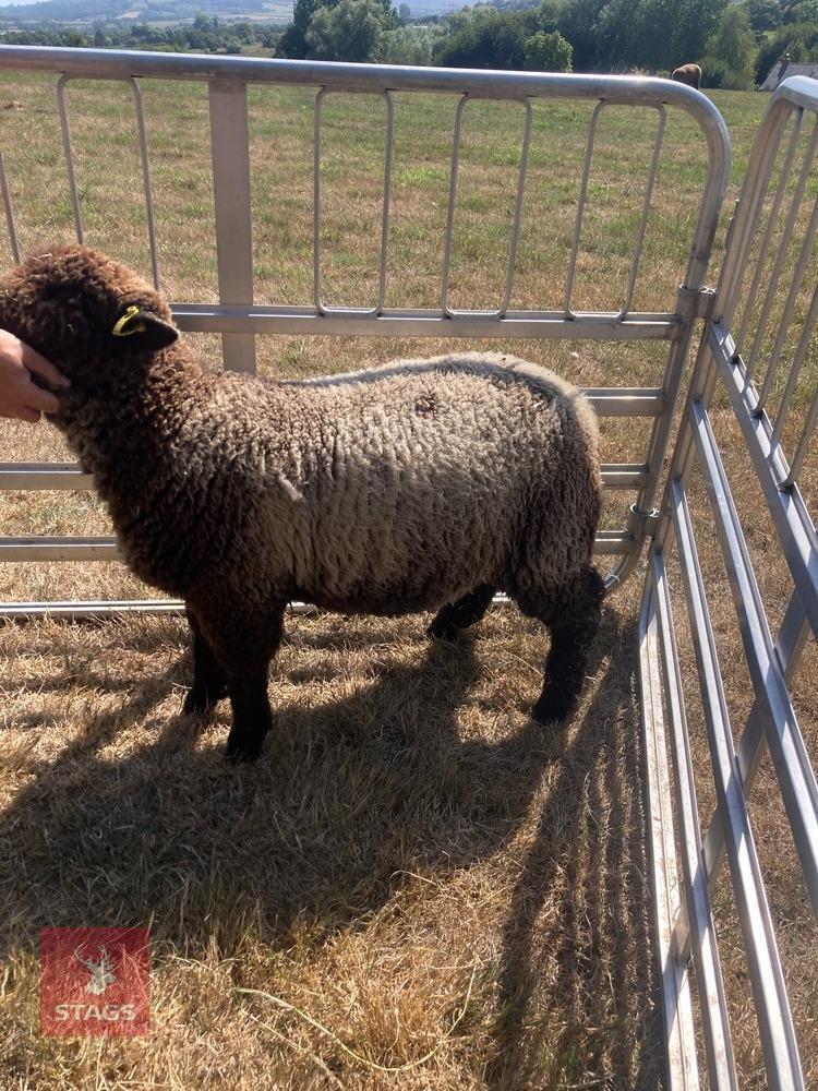 PEDIGREE COLOURED RYELAND LAMB