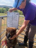 PEDIGREE COLOURED RYELAND LAMB - 2