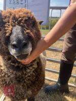 PEDIGREE COLOURED RYELAND LAMB - 3