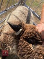 PEDIGREE COLOURED RYELAND LAMB - 5