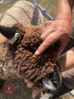 PEDIGREE COLOURED RYELAND LAMB - 6