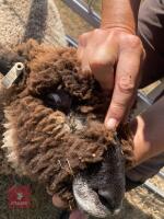 PEDIGREE COLOURED RYELAND LAMB - 7