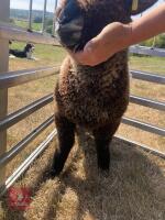 PEDIGREE COLOURED RYELAND LAMB - 8