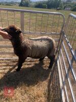 PEDIGREE COLOURED RYELAND LAMB - 9