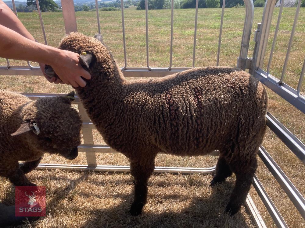 PEDIGREE COLOURED RYELAND LAMB