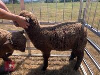 PEDIGREE COLOURED RYELAND LAMB