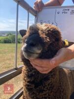 PEDIGREE COLOURED RYELAND LAMB - 2