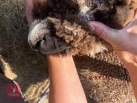 PEDIGREE COLOURED RYELAND LAMB - 3