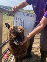 PEDIGREE COLOURED RYELAND LAMB - 6