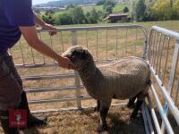 PAIR OF TWIN COLOURED RYELAND LAMBS BIDS PER LIFE - 2