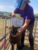 PAIR OF TWIN COLOURED RYELAND LAMBS BIDS PER LIFE - 3