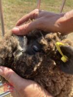 PAIR OF TWIN COLOURED RYELAND LAMBS BIDS PER LIFE - 4