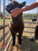 PAIR OF TWIN COLOURED RYELAND LAMBS BIDS PER LIFE - 5