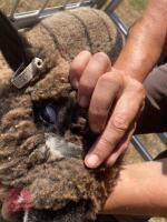 PAIR OF TWIN COLOURED RYELAND LAMBS BIDS PER LIFE - 6