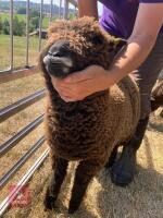 PAIR OF TWIN COLOURED RYELAND LAMBS BIDS PER LIFE - 8
