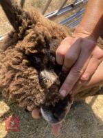 PAIR OF TWIN COLOURED RYELAND LAMBS BIDS PER LIFE - 9