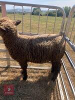 PAIR OF TWIN COLOURED RYELAND LAMBS BIDS PER LIFE - 13