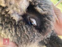 PAIR OF TWIN COLOURED RYELAND LAMBS BIDS PER LIFE - 14