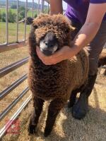 PAIR OF TWIN COLOURED RYELAND LAMBS BIDS PER LIFE - 16
