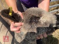 PAIR OF TWIN COLOURED RYELAND LAMBS BIDS PER LIFE - 17
