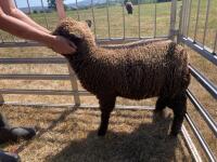 PAIR OF TWIN COLOURED RYELAND LAMBS BIDS PER LIFE - 18