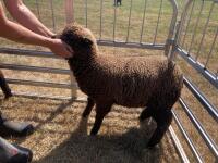 PAIR OF TWIN COLOURED RYELAND LAMBS BIDS PER LIFE - 19