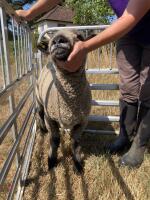 PAIR OF TWIN COLOURED RYELAND LAMBS BIDS PER LIFE - 21