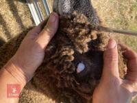 PEDIGREE COLOURED RYELAND LAMB - 2
