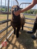 PEDIGREE COLOURED RYELAND LAMB - 3