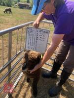 PEDIGREE COLOURED RYELAND LAMB - 5