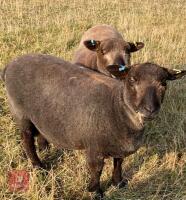 1.5YO PEDIGREE COLOURED RYELAND RAM