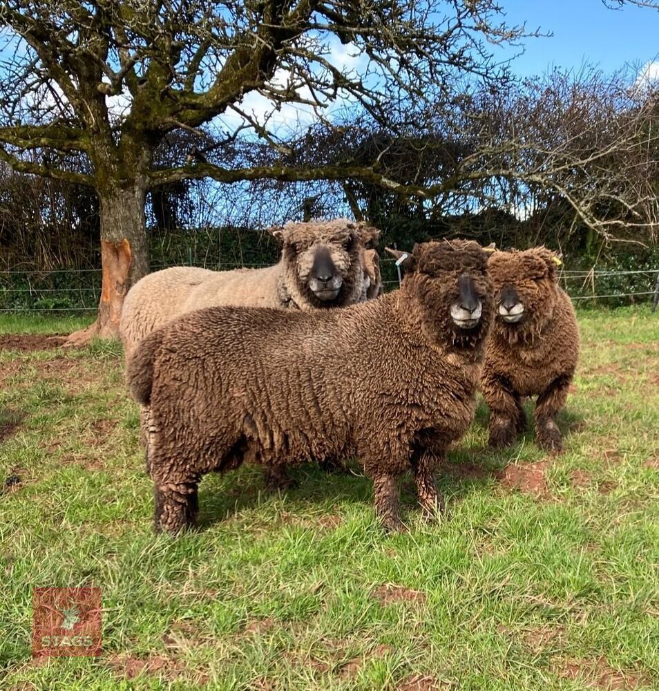 1.5YO PEDIGREE COLOURED RYELAND RAM