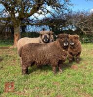 1.5YO PEDIGREE COLOURED RYELAND RAM