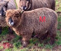 1.5YO PEDIGREE COLOURED RYELAND RAM - 4